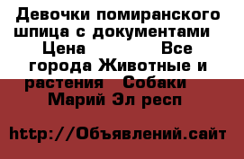 Девочки помиранского шпица с документами › Цена ­ 23 000 - Все города Животные и растения » Собаки   . Марий Эл респ.